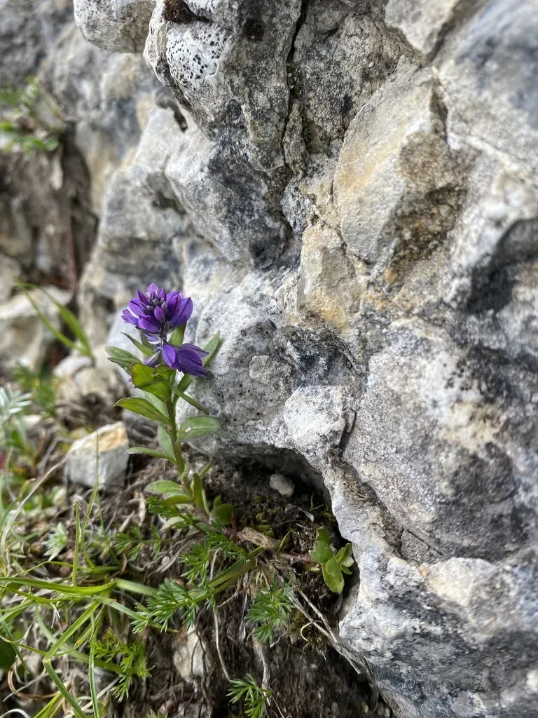 Polygala Caucasica