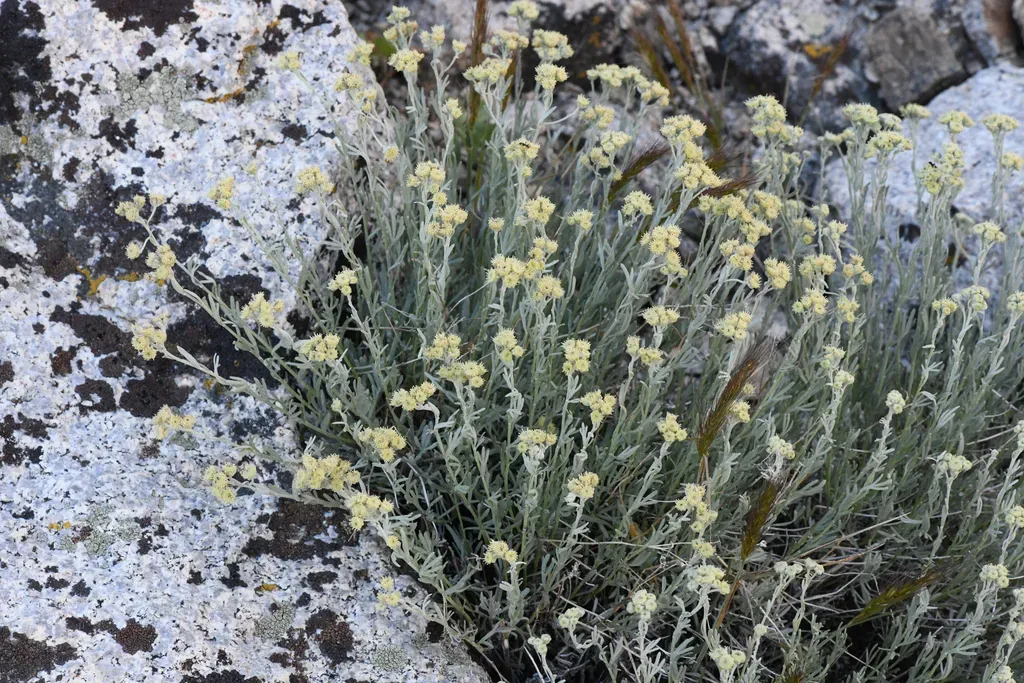 Gray Chickensage