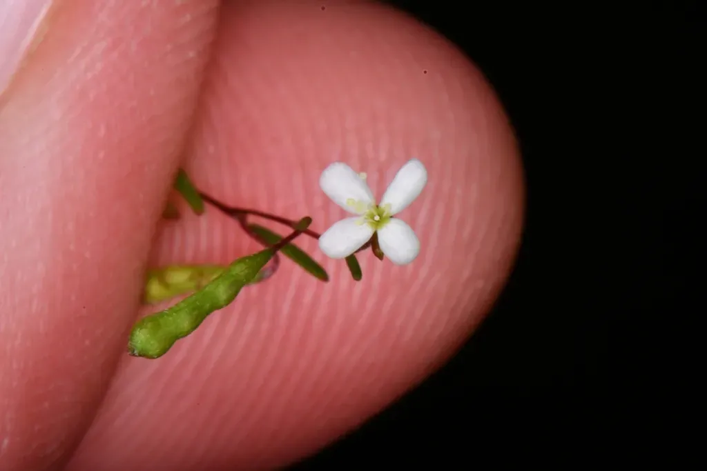 Muchbranched Groundsmoke