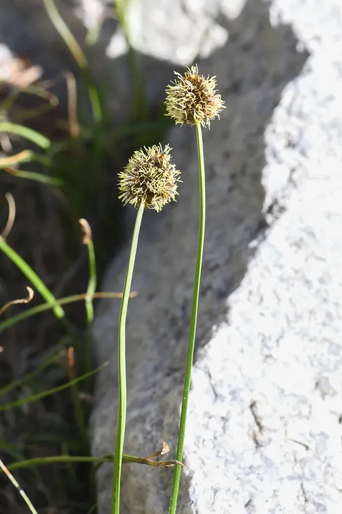 Foetid Sedge