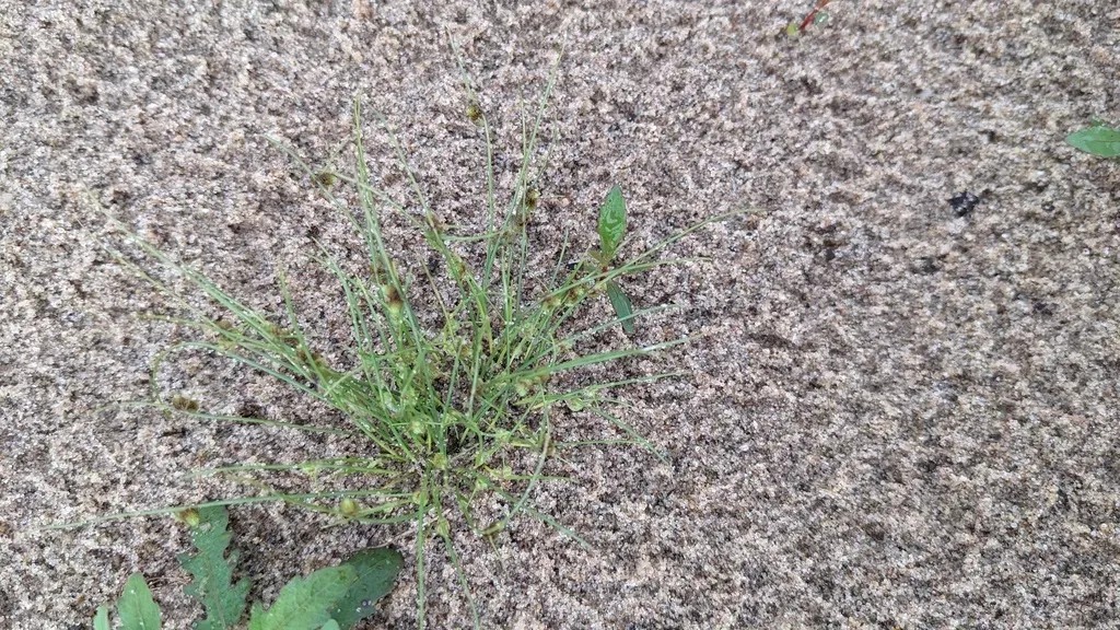 Small-flower Halfchaff Sedge