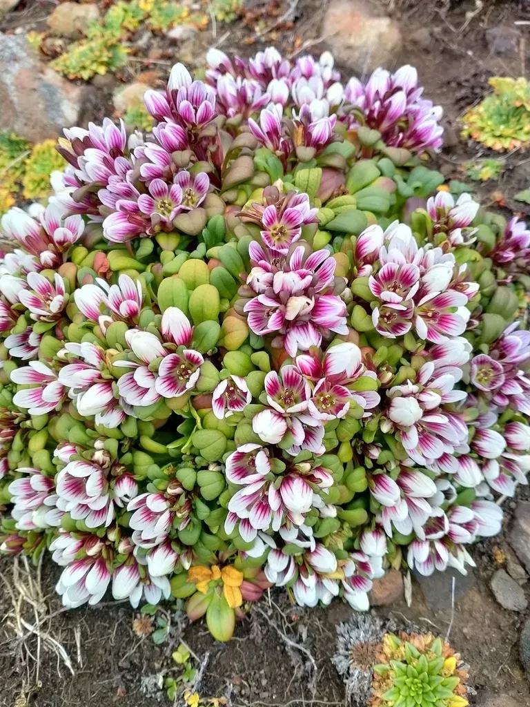 Auckland Island Gentian