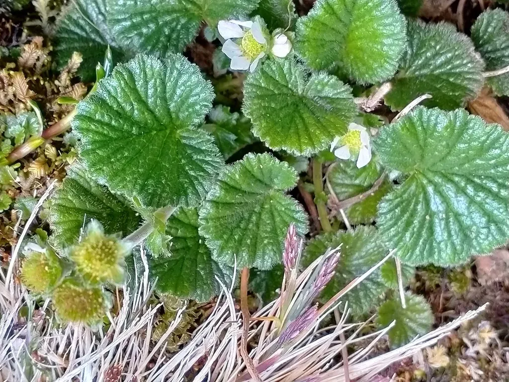 Auckland Island Geum