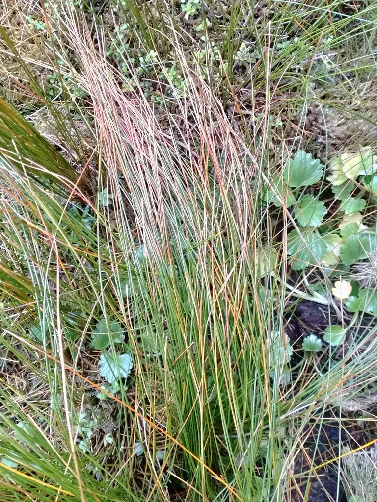 Marsippospermum Gracile
