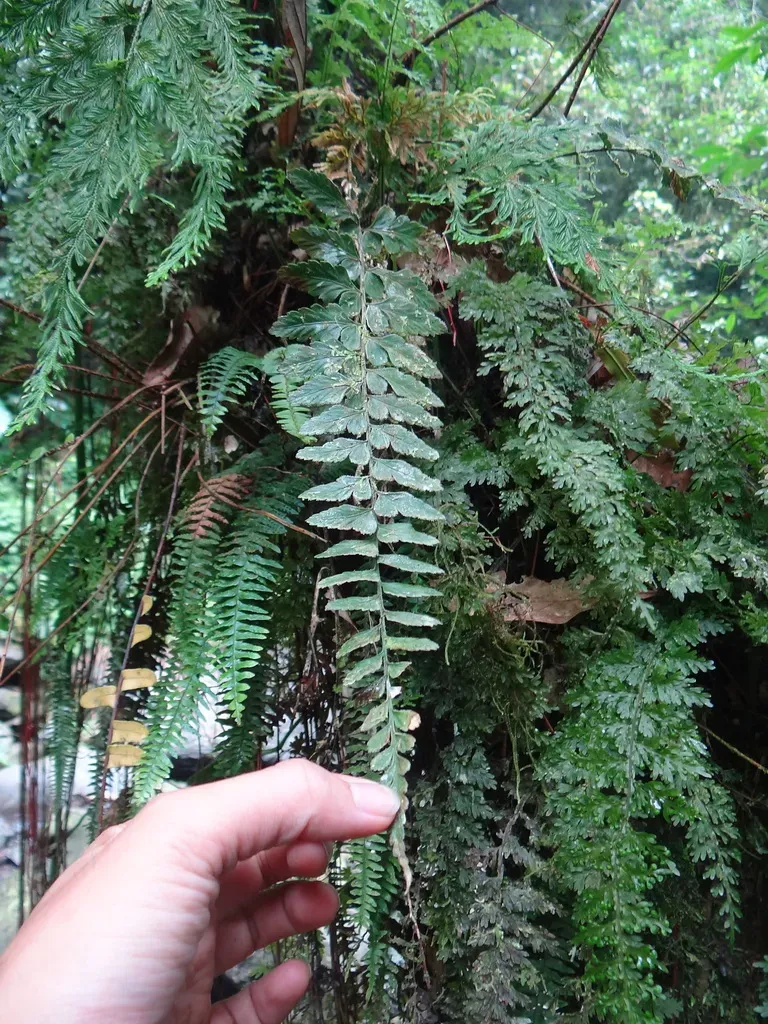 Asplenium Cuneatiforme