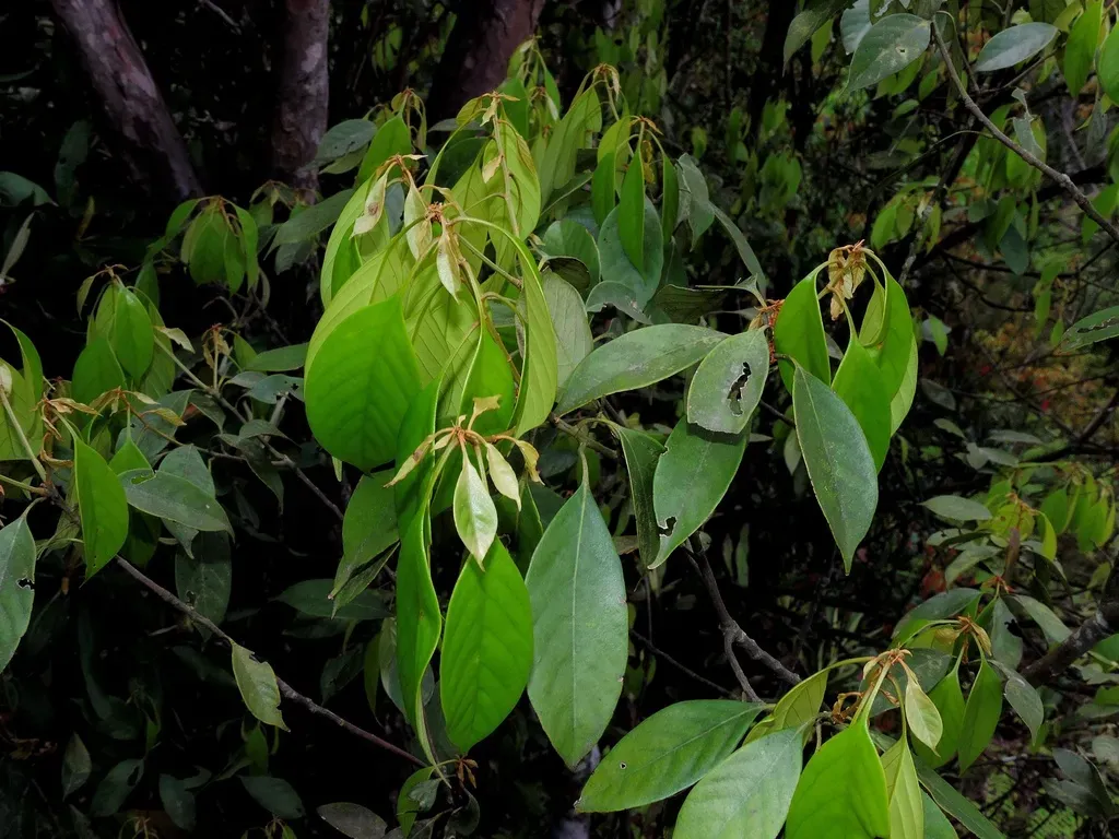Lithocarpus Taitoensis