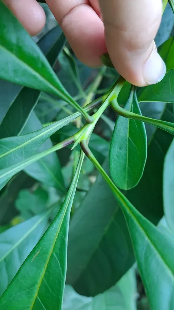 Chengiodendron Matsumuranum