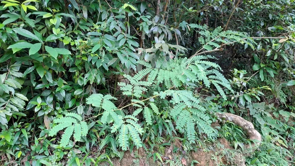 Albizia Corniculata
