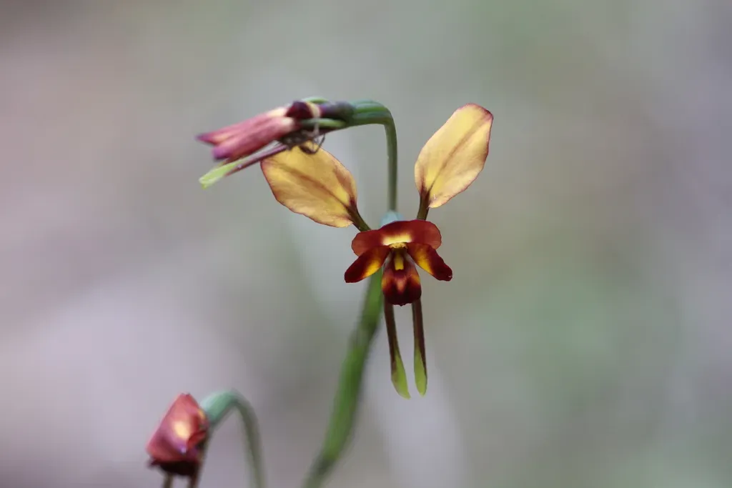Diuris Cruenta