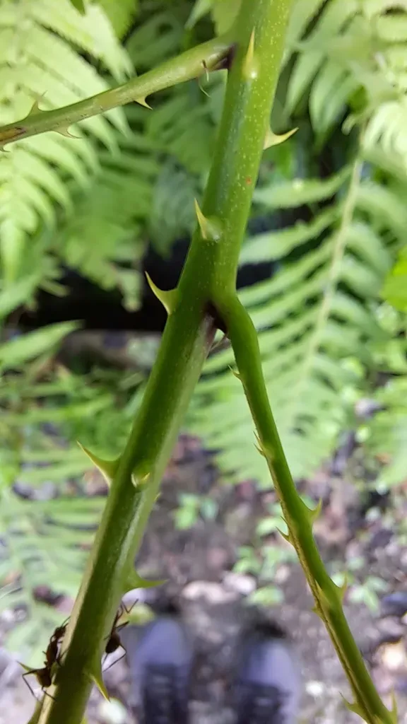 White-flowered Raspberry