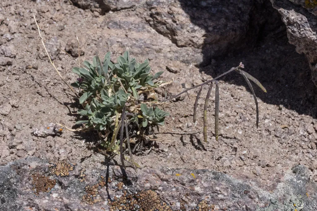 Lemmon's Rockcress