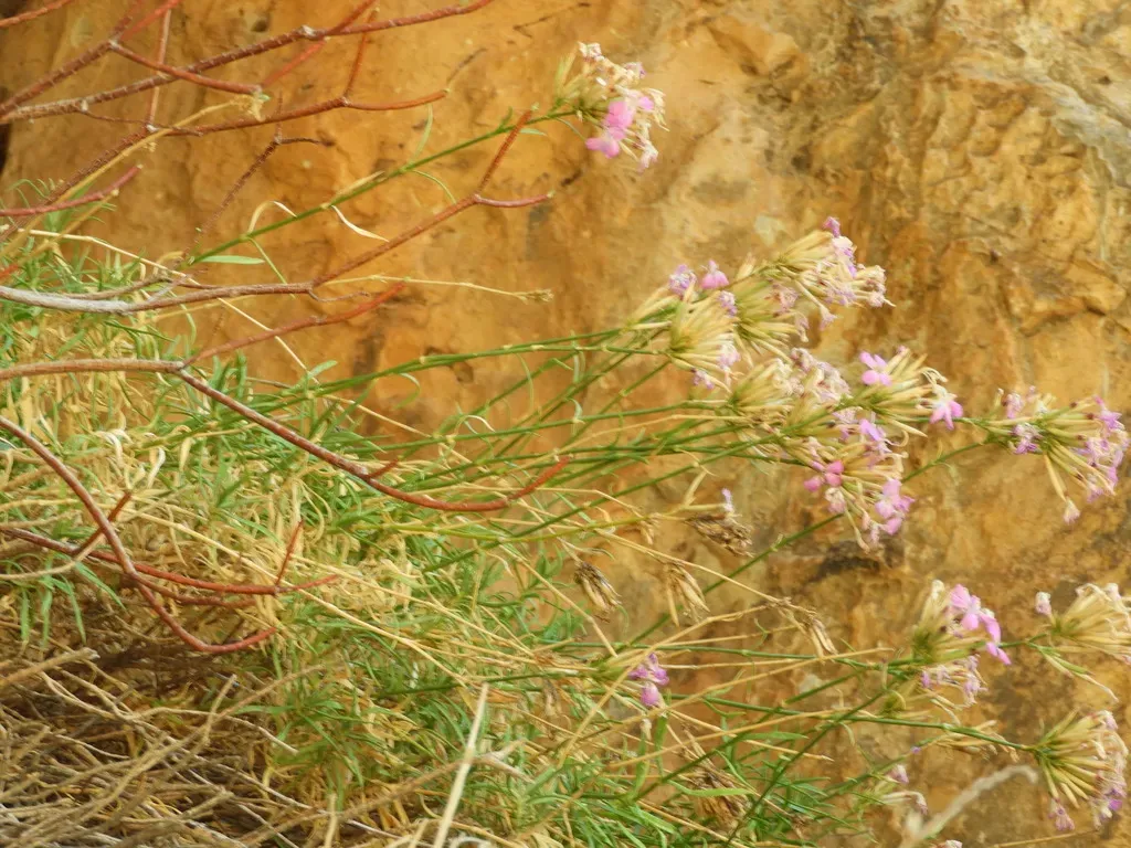 Dianthus Rupicola