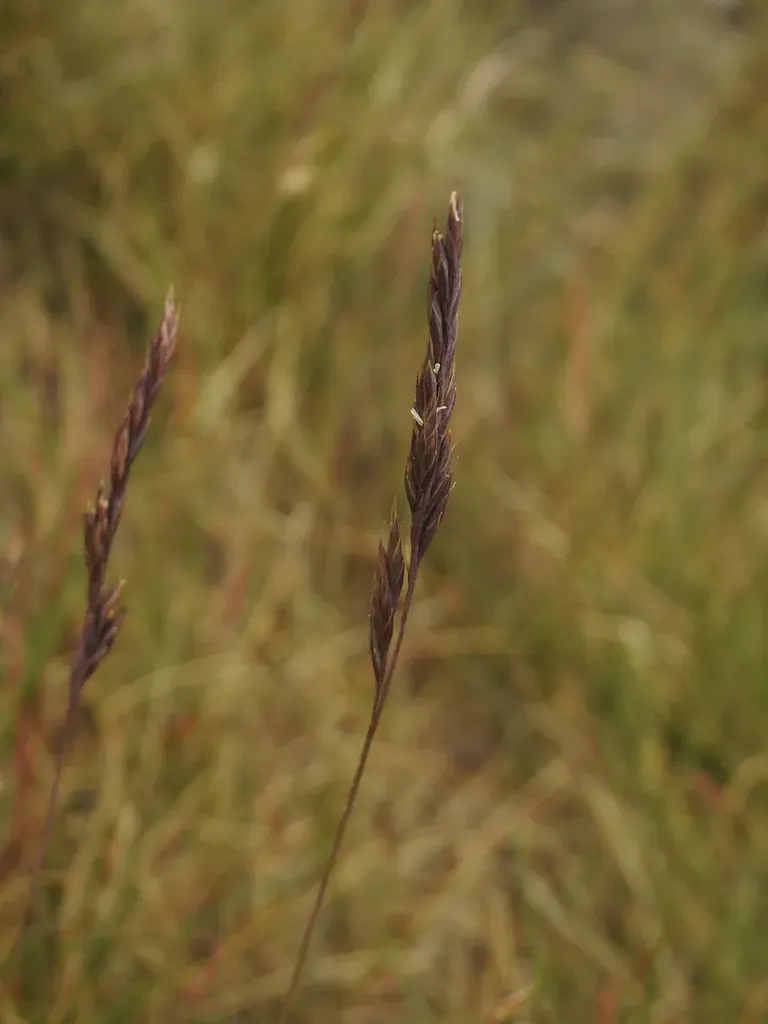Festuca Airoides