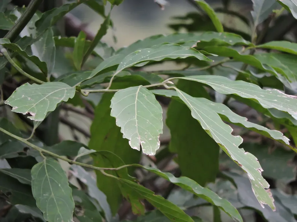 Nectandra Membranacea