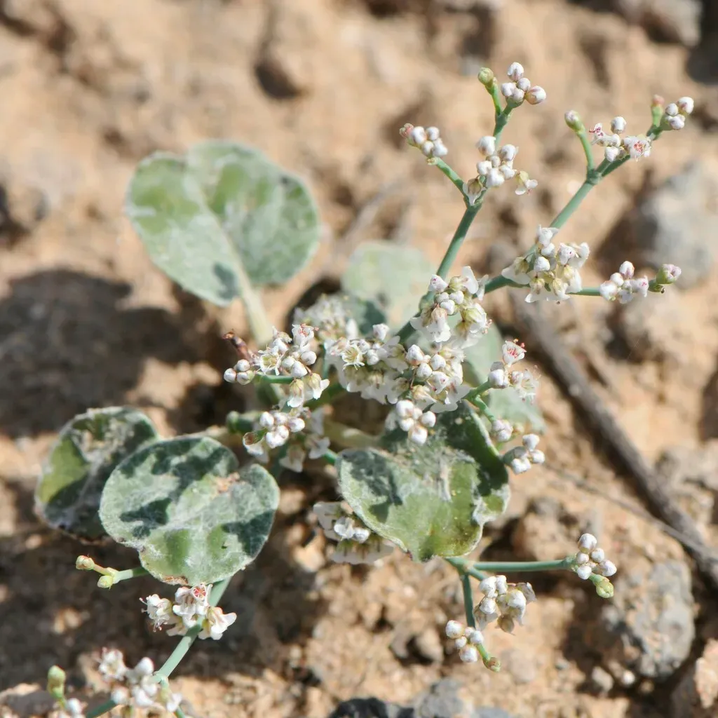 Roundleaf Buckwheat