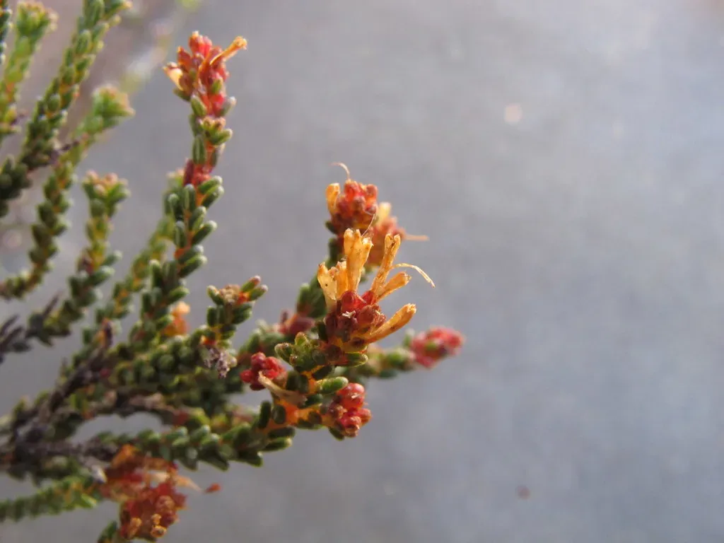 Erica Venustiflora