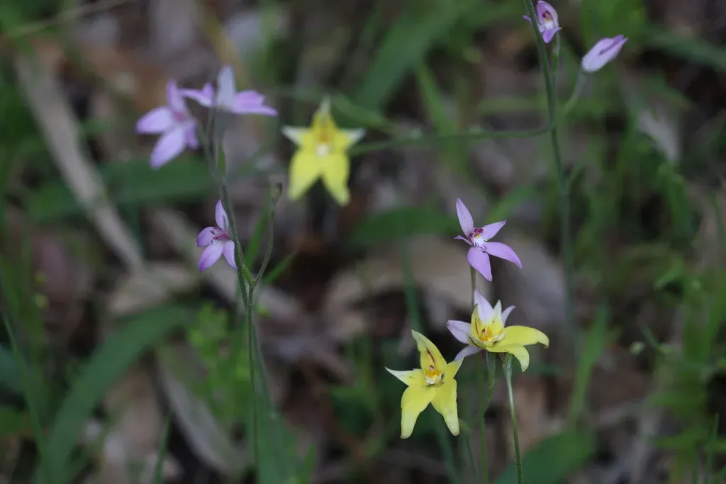 Wonderful Caladenia