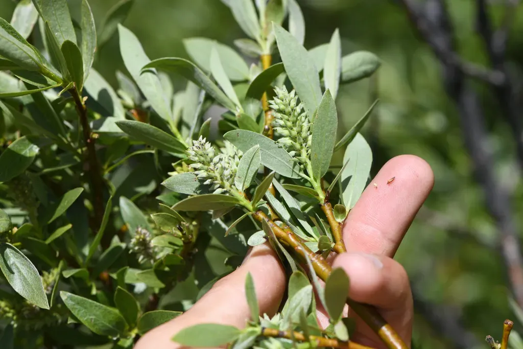 Lemmon's Willow