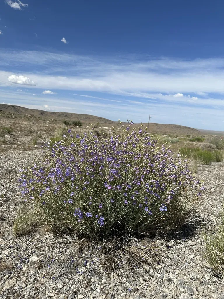 Mojave Beardtongue