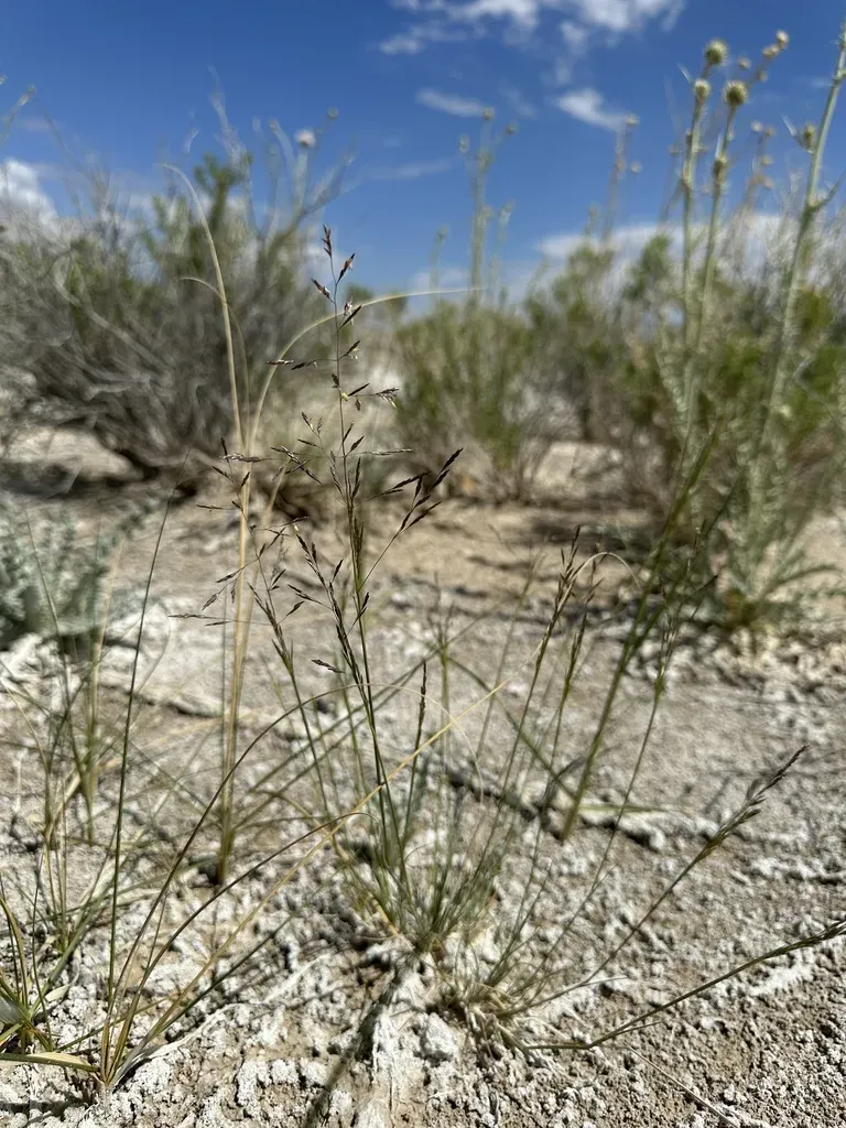 Lemmon's Alkali Grass