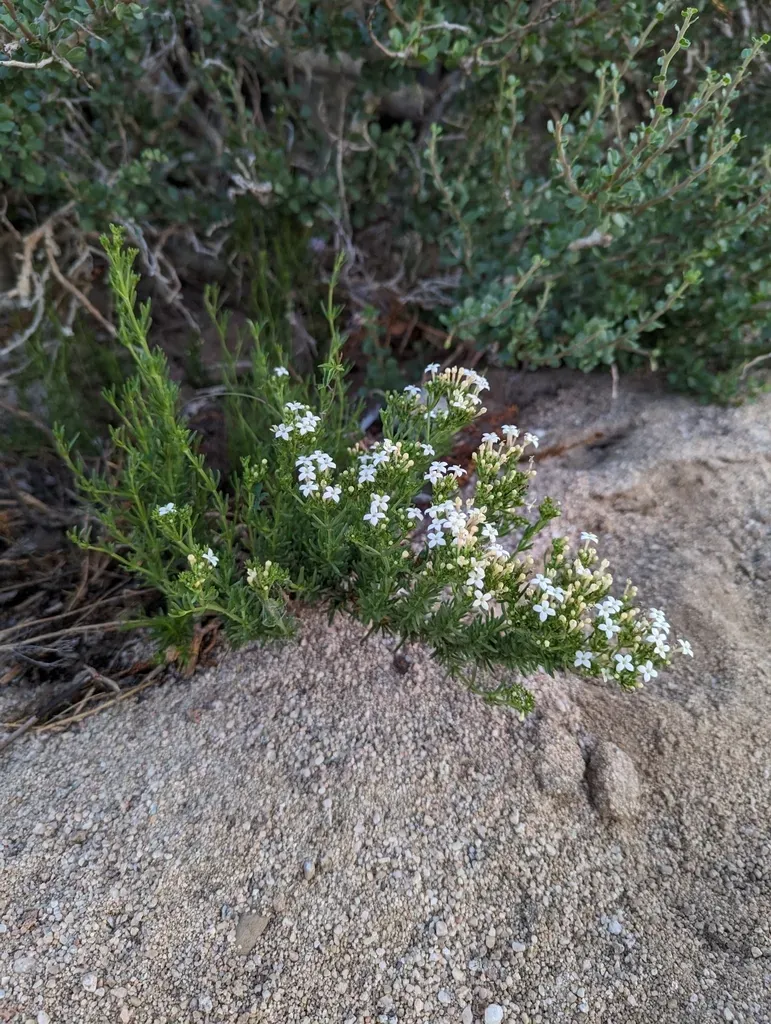 Gulf Starviolet