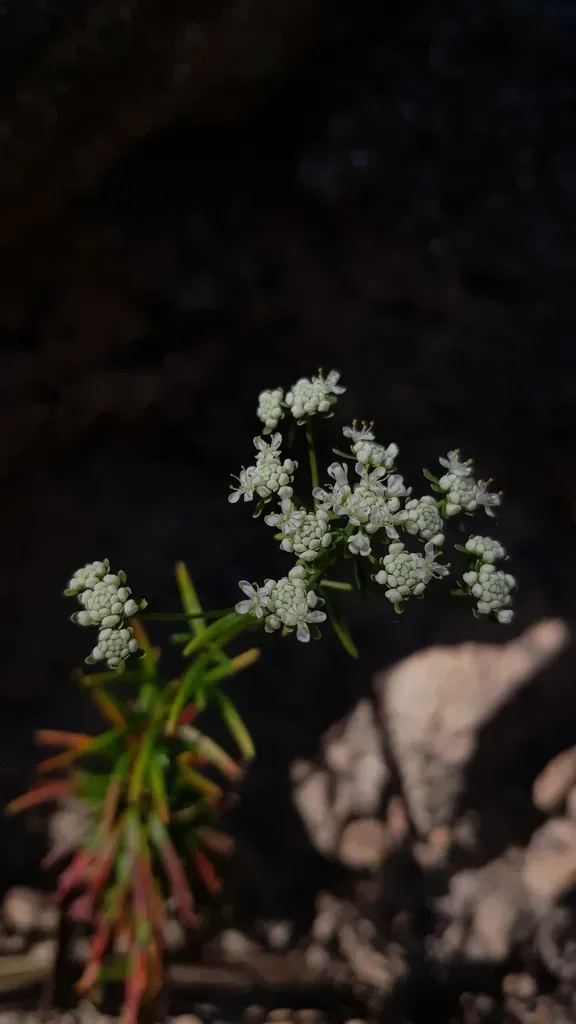 Poranthera Corymbosa