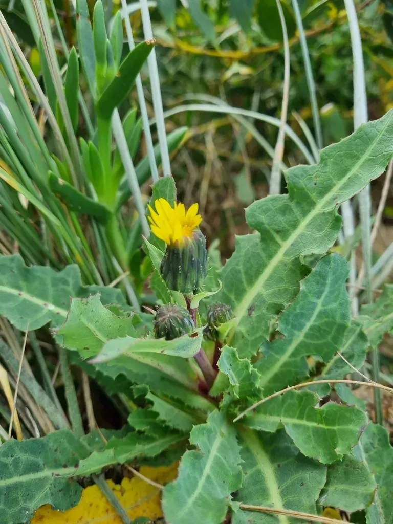 Dune Thistle