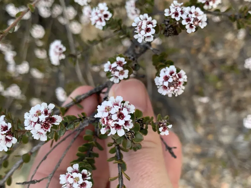 Taxandria Spathulata