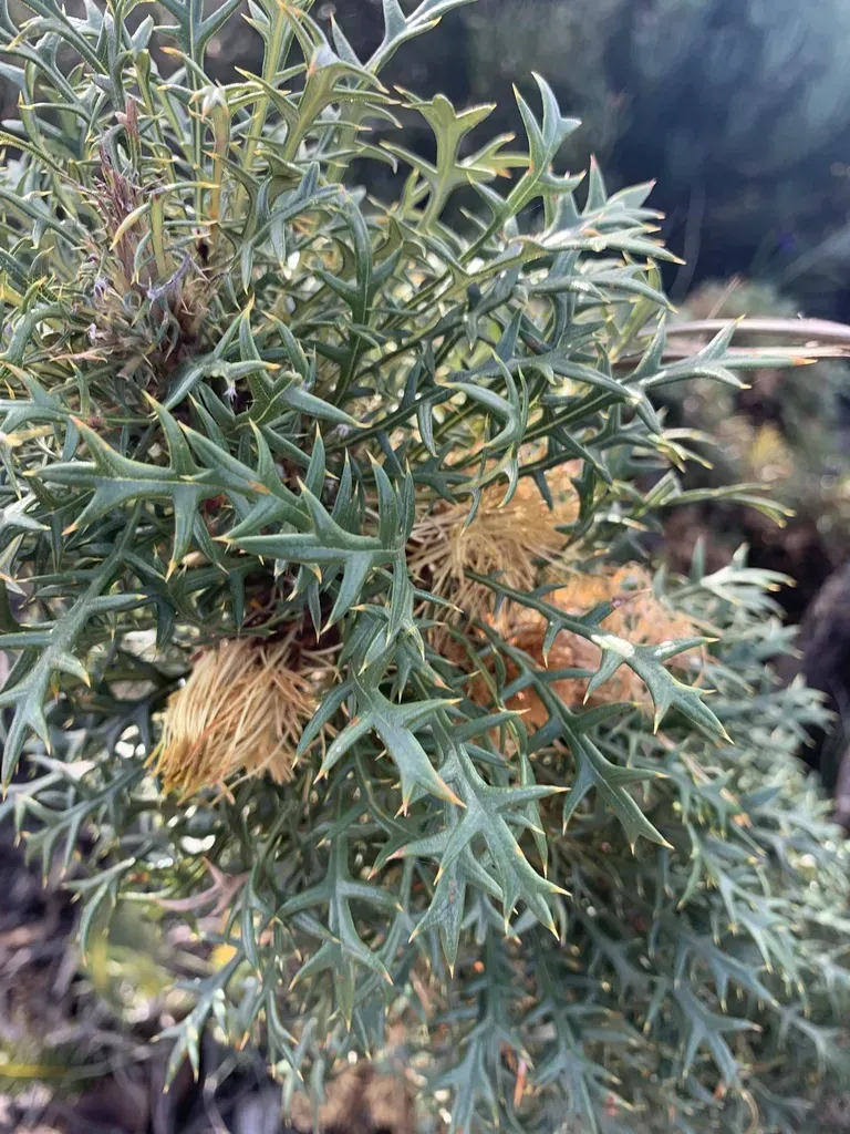 Banksia Cirsioides