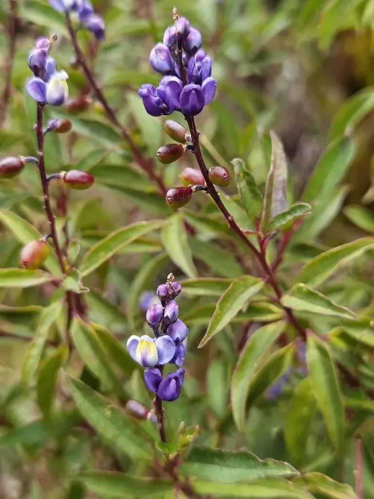 Monnina Costaricensis