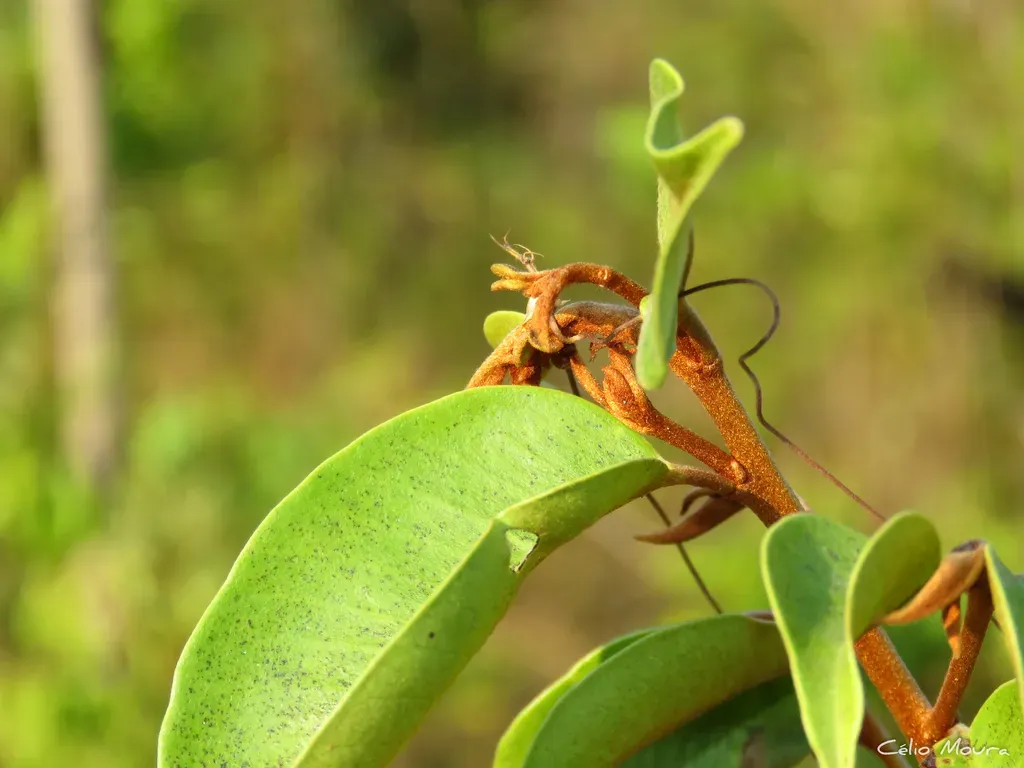 Chrysophyllum Arenarium