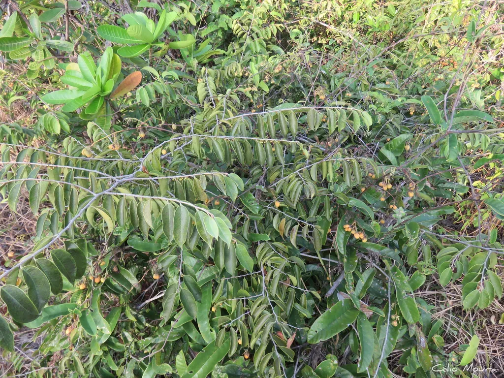Davilla Cearensis