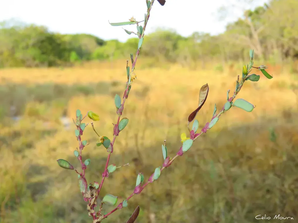 Chamaecrista Diphylla