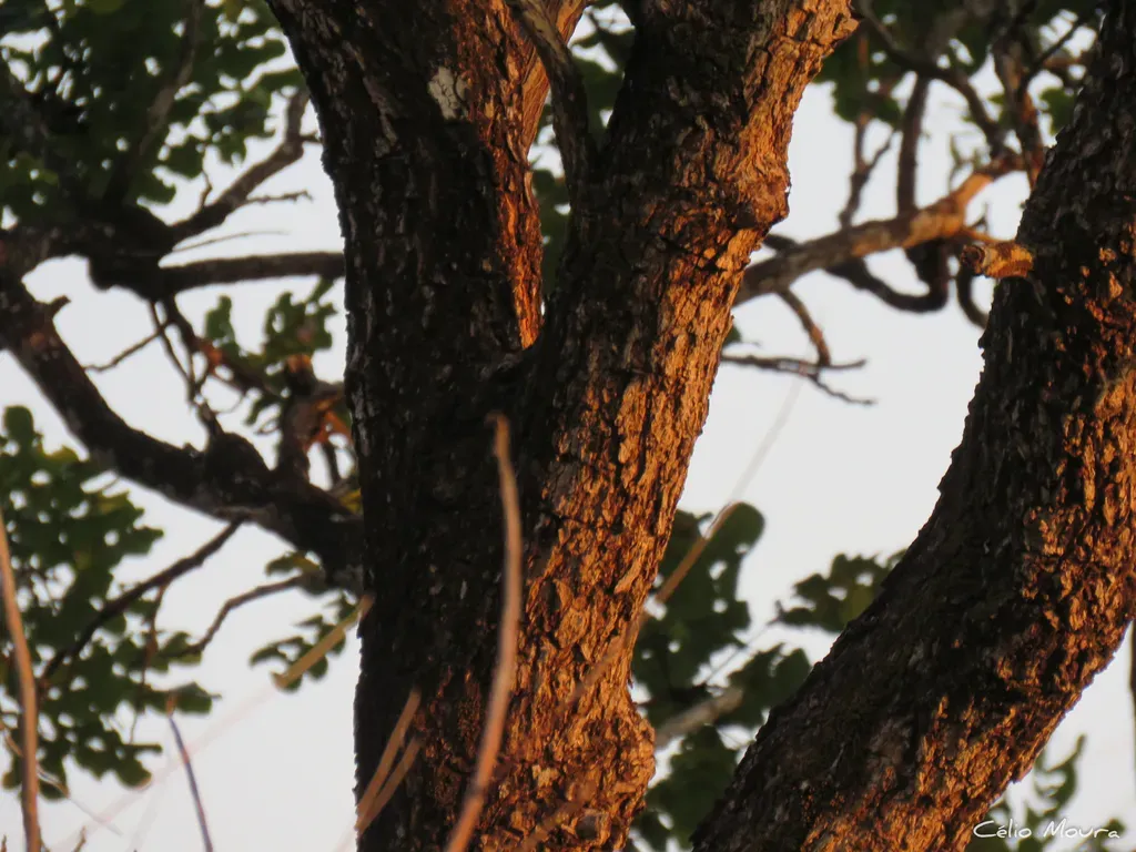 Stryphnodendron Coriaceum