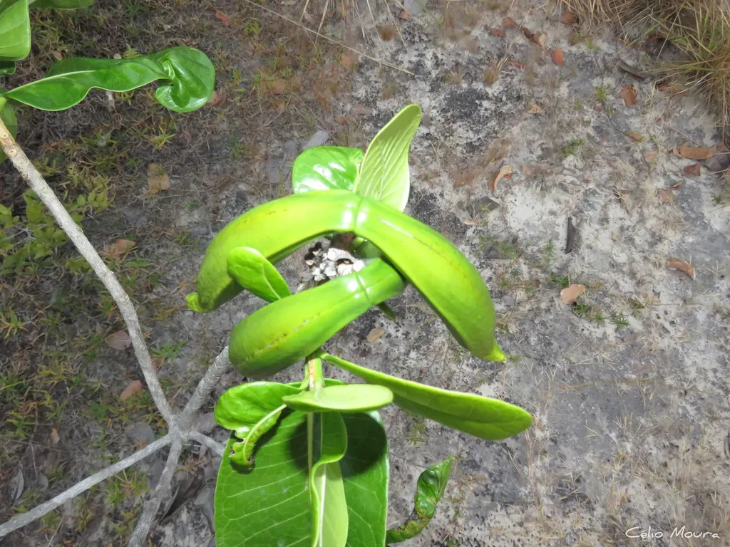 Himatanthus Drasticus