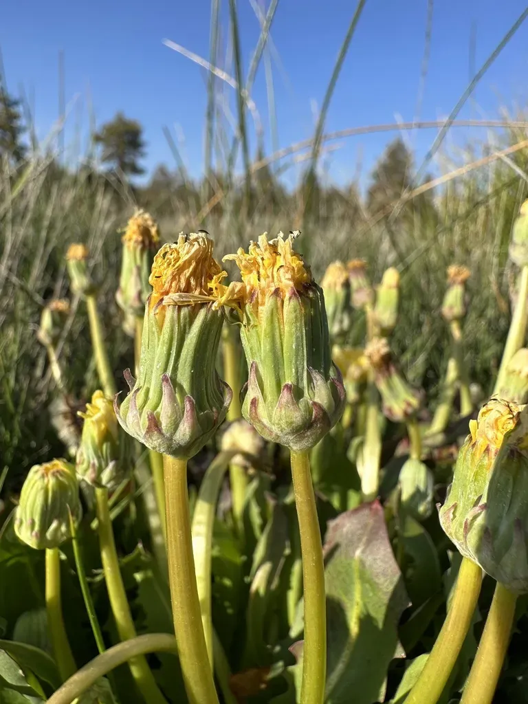 California Dandelion