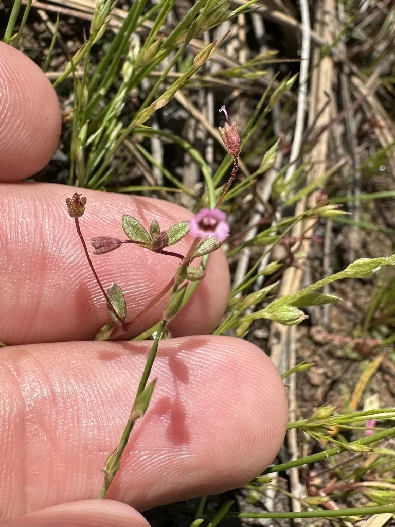 San Bernardino Mountains Monkeyflower