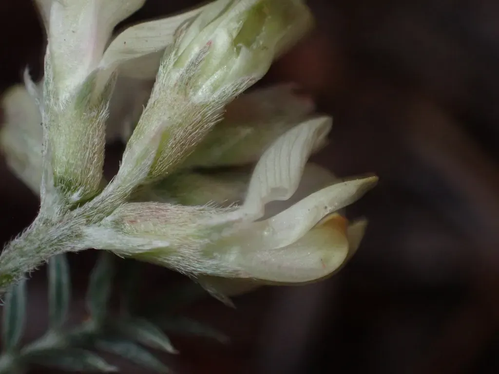Groundcover Milkvetch