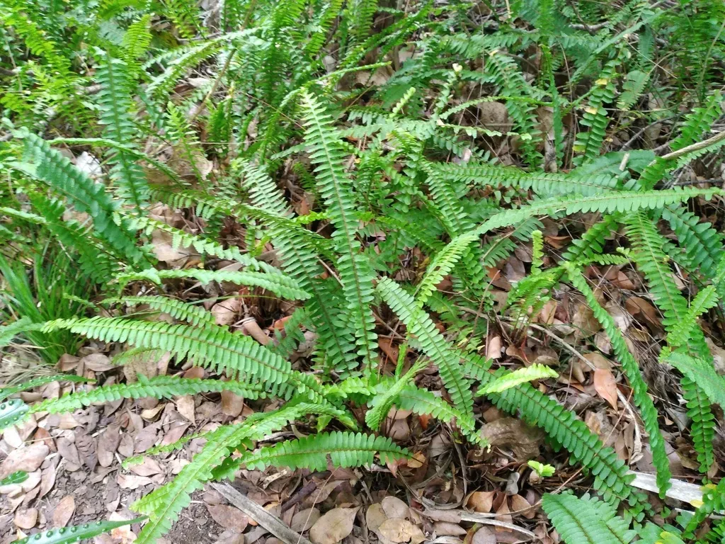 Nephrolepis Flexuosa