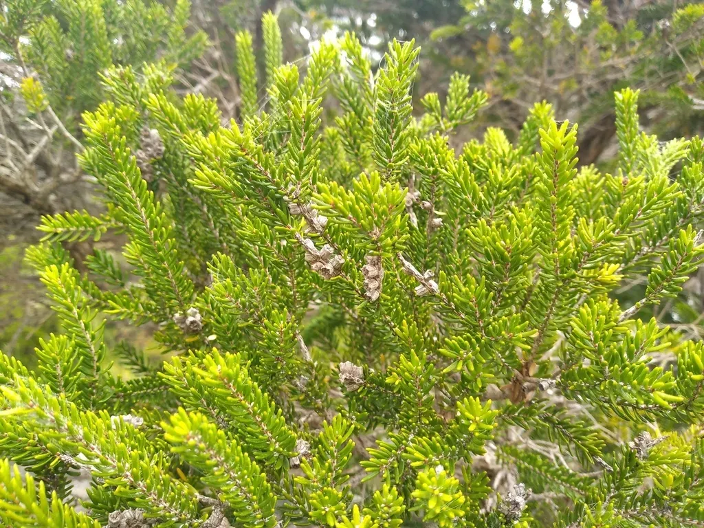 Lord Howe Island Tea Tree