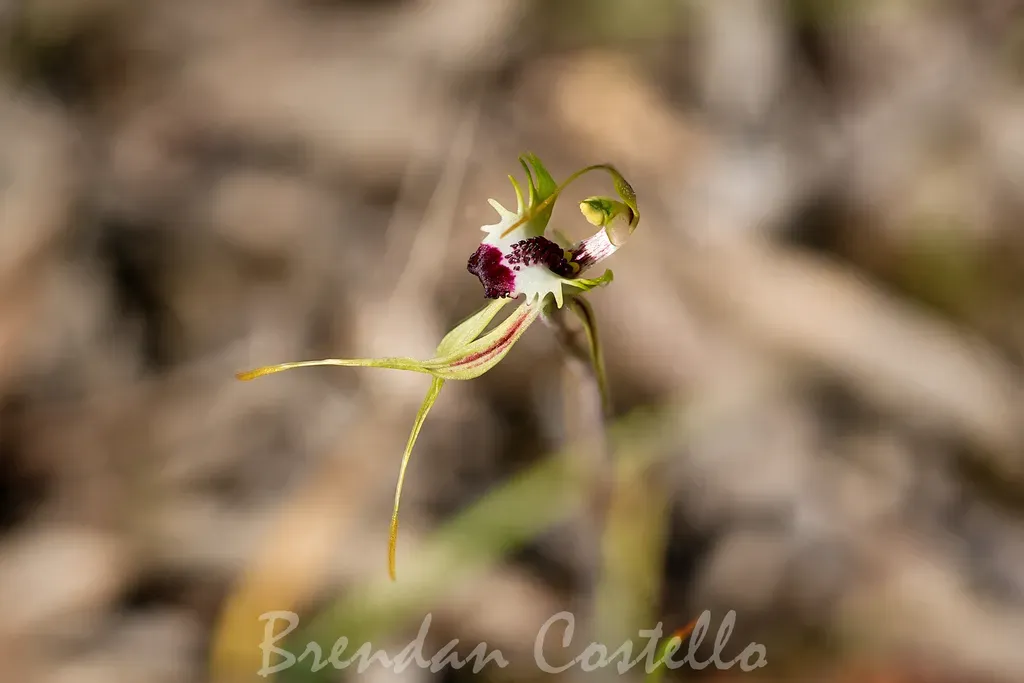Eastern Mantis Orchid