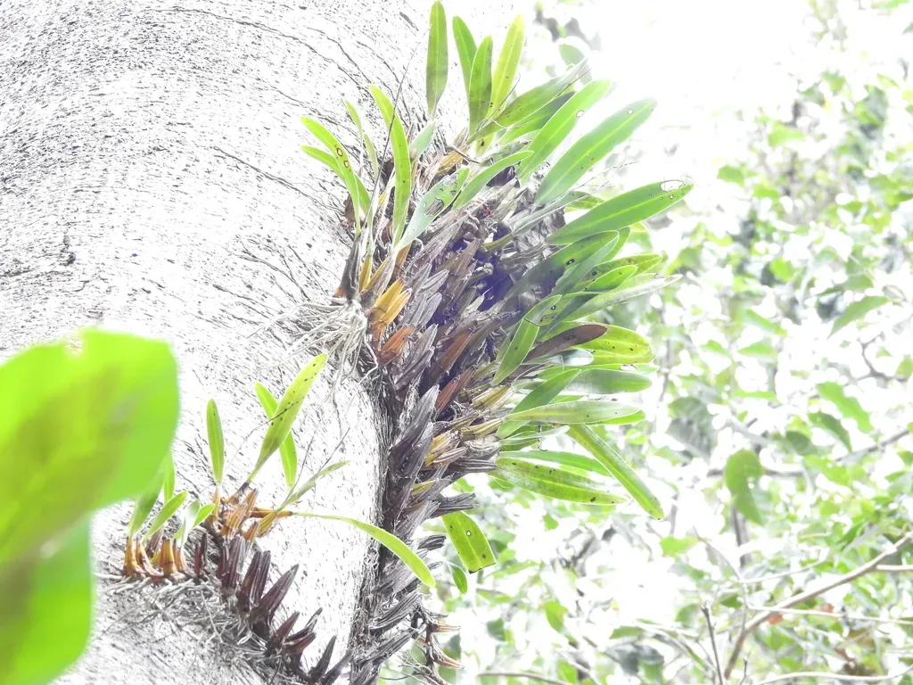 Lily Of The Valley Orchid