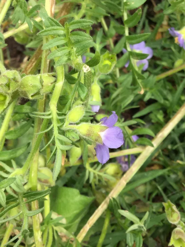 Polemonium Mexicanum