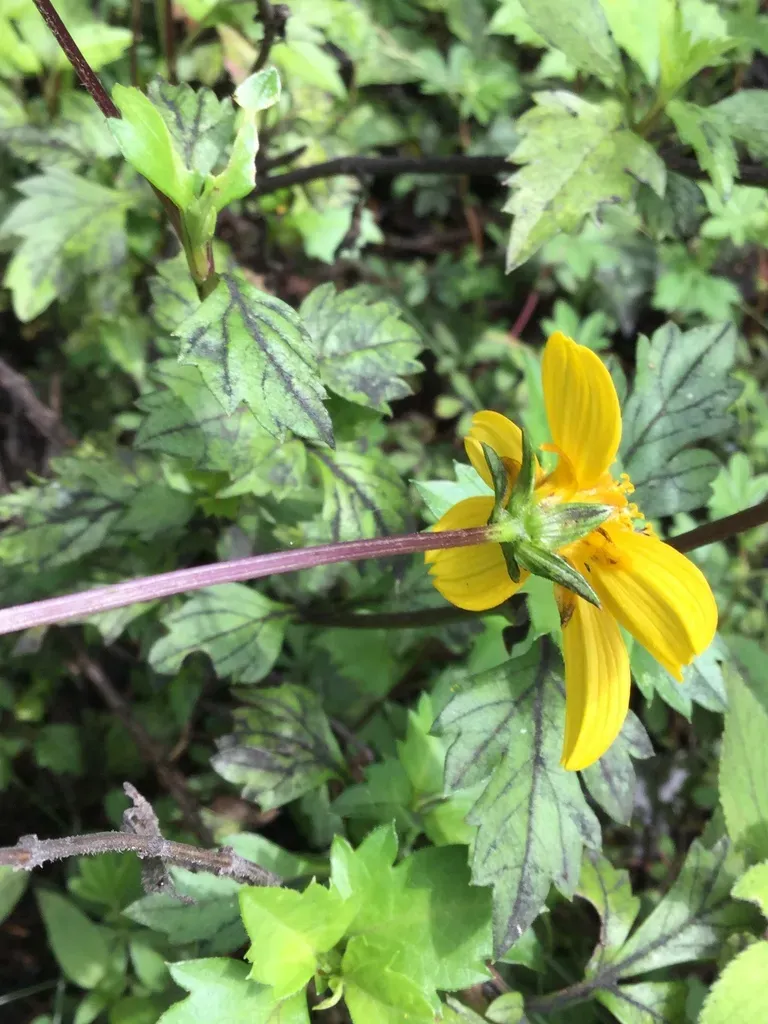 Bidens Ostruthioides