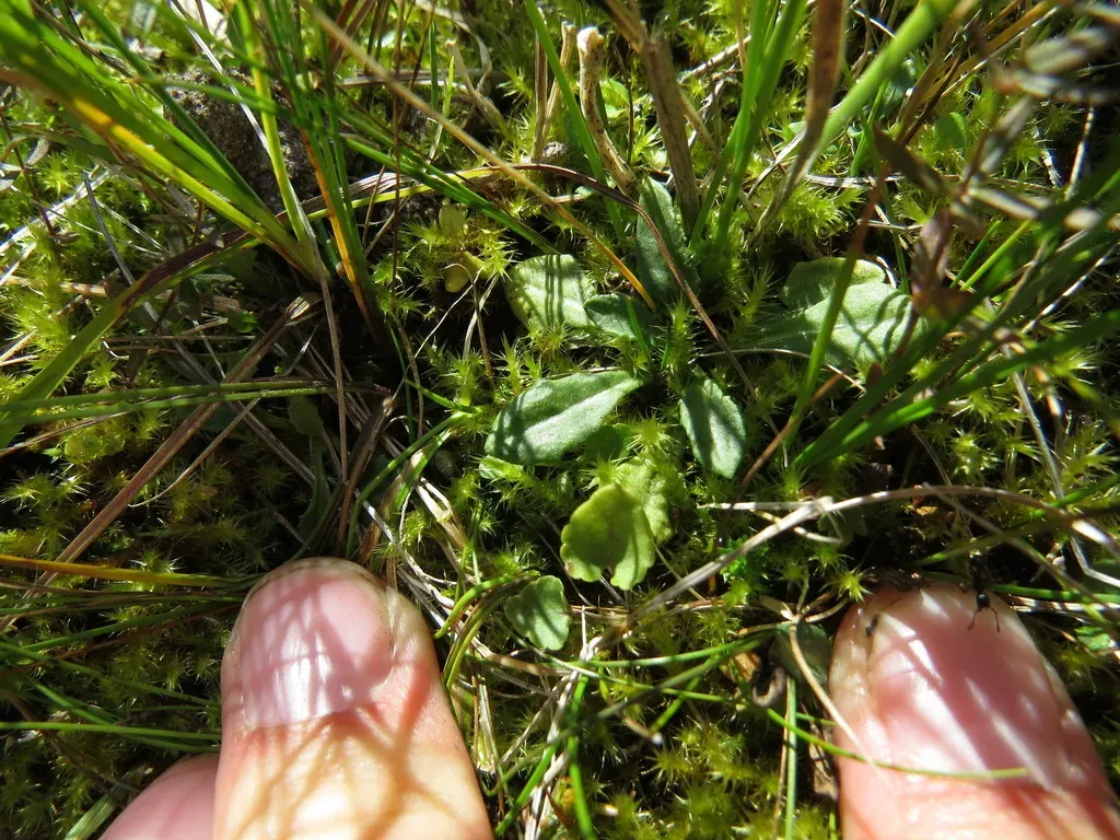 Mistassini Primrose