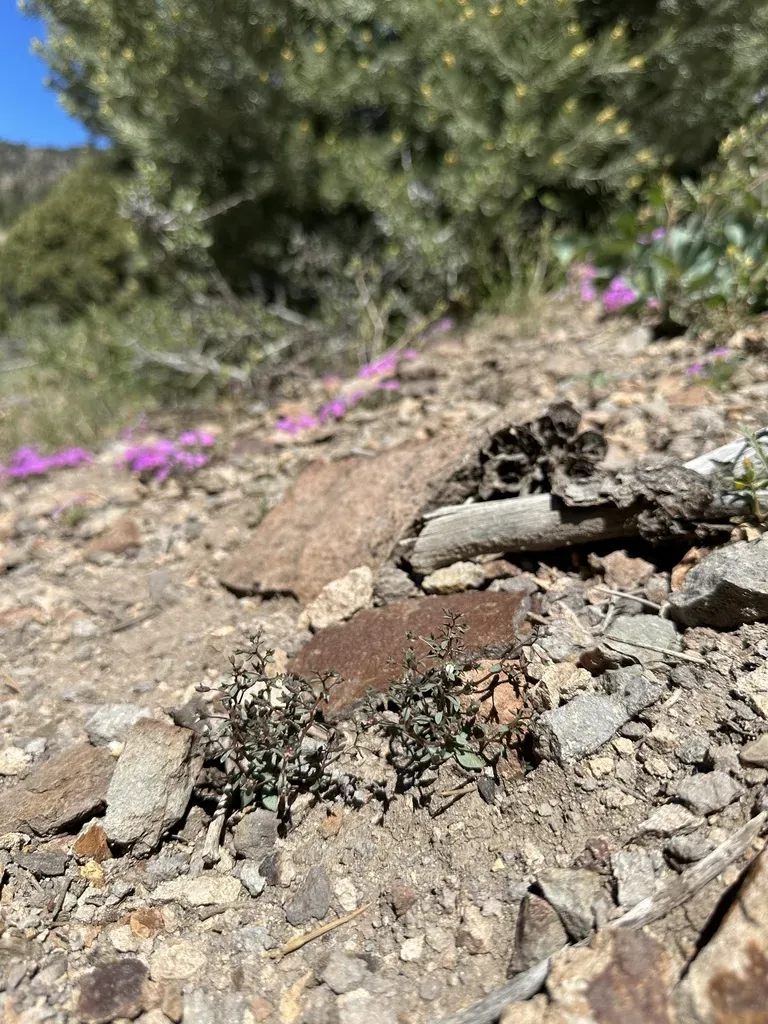 Stoutstem Threadplant