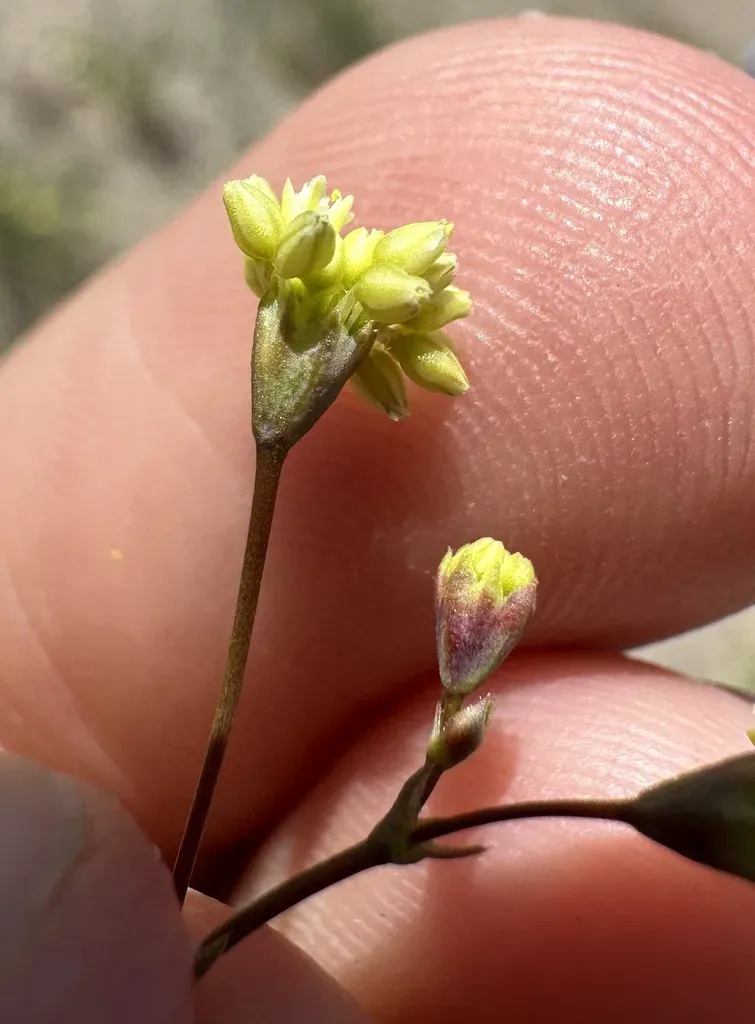 Redstem Buckwheat