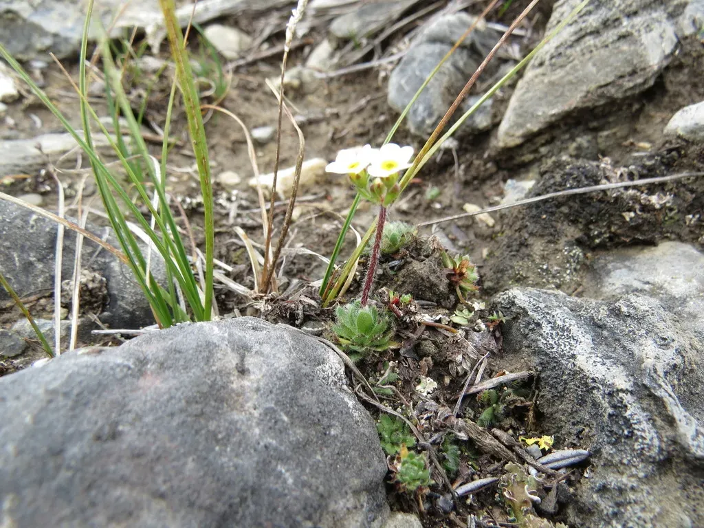 Sweet-flower Rock-jasmine