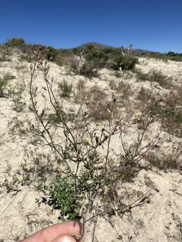 Paradise Tansymustard