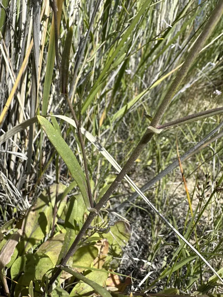 Great Basin Tumble Mustard